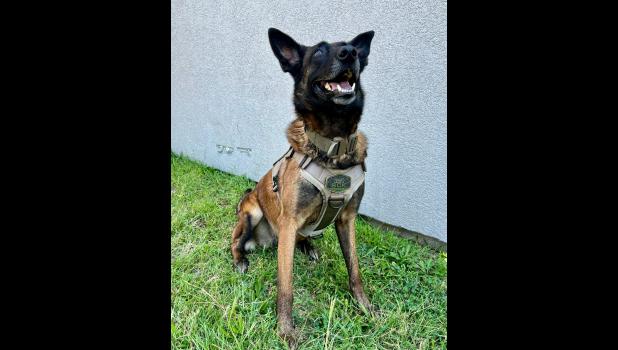 K9 Spice of the Howell County Sheriff’s Office. courtesy of Howell County Sheriff's Office
