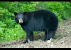 photo courtesy of Noppadol Paothong,Missouri Department of Conservation