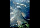 Largemouth underwater going after a lure. photo provided